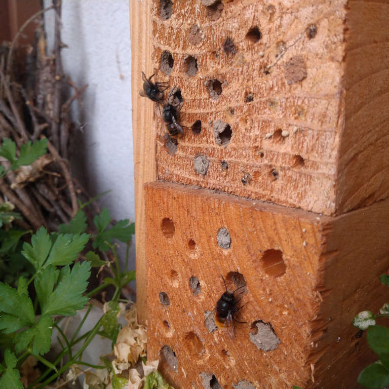 Cubes avec abeilles en plein travail