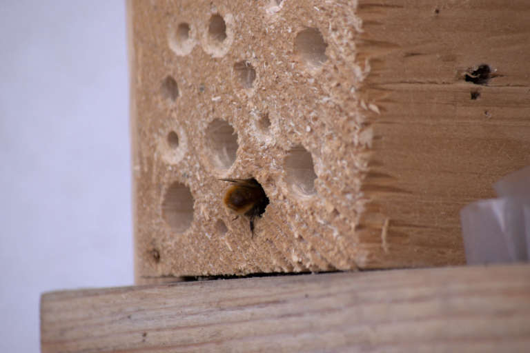 Une abeille a l'entrée d'un trou